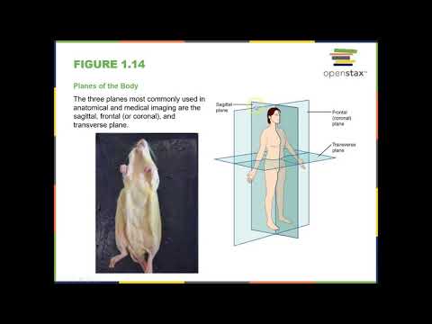 Chapter1_Part 3 OpenStax A&P