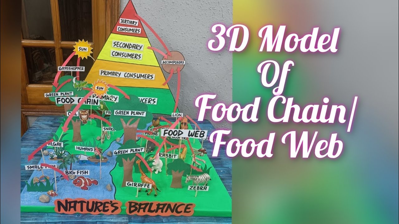 How to make 3D Model of Food Chain/Food Web Model for school Exhibition/Nature's Balance 3D Model