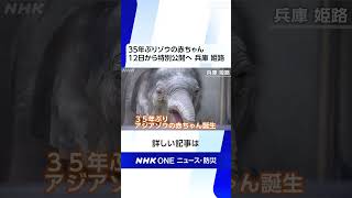 ３５年ぶりゾウの赤ちゃん １２日から特別公開へ 兵庫 姫路 | NHK | #shorts