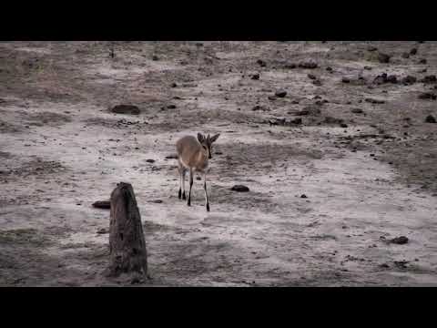 Djuma: Common Grey Duiker male - 18:06 - 11/20/18