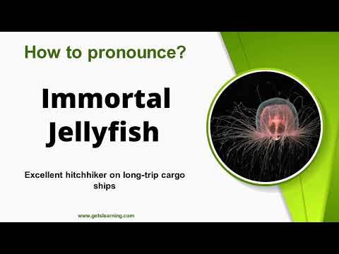 How to Say Immortal Jellyfish [ American Accent ]