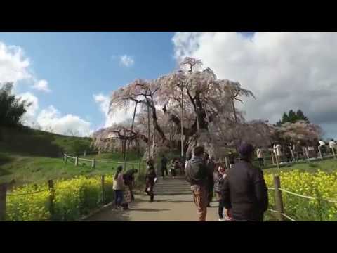 三春滝桜（三春町）