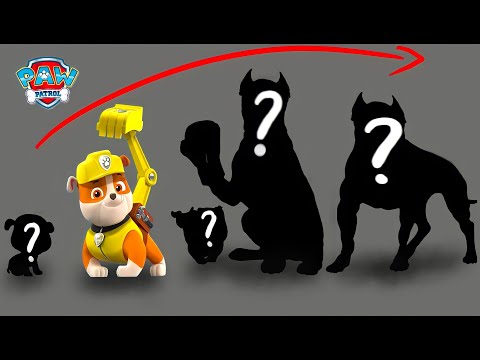 Pawpatrol Characters Growing Up - Pawpatrol Grown Up Compilation|Cartoon Art