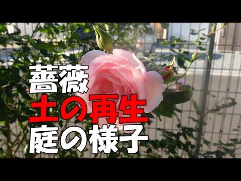 土壌疲労:バラが育たないとき 庭の練習