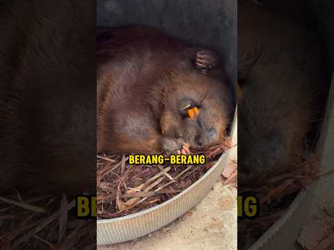 Mengapa Berang-Berang Bisa Mati karena Giginya Sendiri❗🦦😮 #shorts