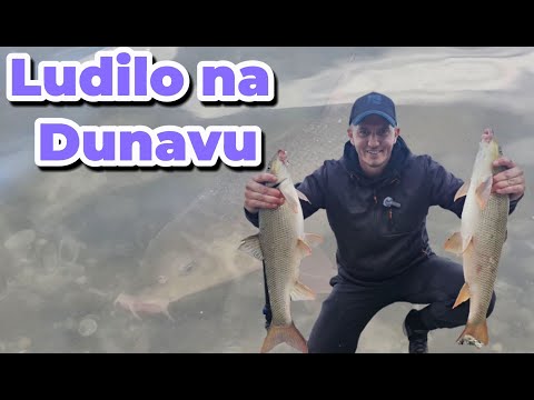 Feeder pecanje krupne mrene i plotice na Dunavu