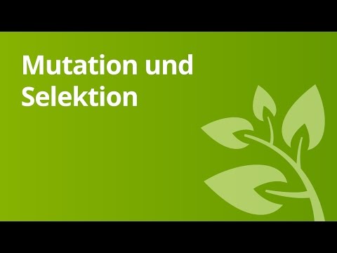 Die Mutation und Selektion der Kerguelen-Fliege | Biologie | Evolutionsbiologie