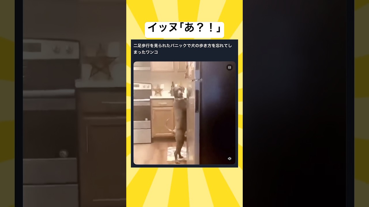 飼い主に二足歩行見られちゃった犬