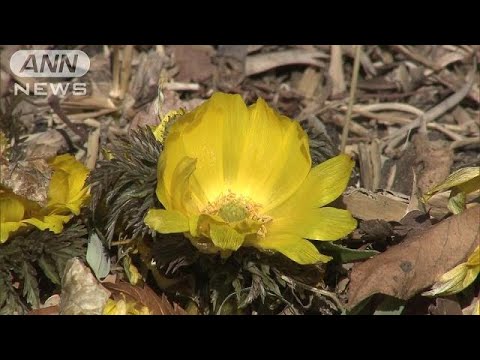園芸 春の福寿草、春の福寿草