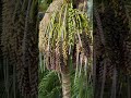 #palmtree #palmtrees # tree fruit #freshfruit