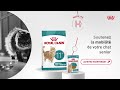 Royal Canin Ageing 11+