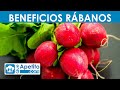 8 Propiedades y Beneficios de los Rábanos | QueApetito