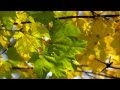 Chris Conway - Leaves
