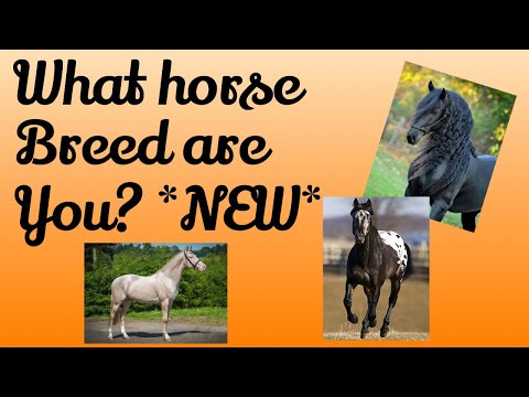 YouTube video about: What horse breed am I quiz?