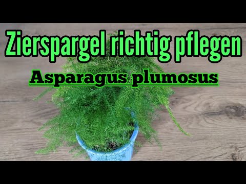 , title : 'Zierspargel pflegen gießen düngen Standort umtopfen vermehren schneiden Asparagus Plumosus'