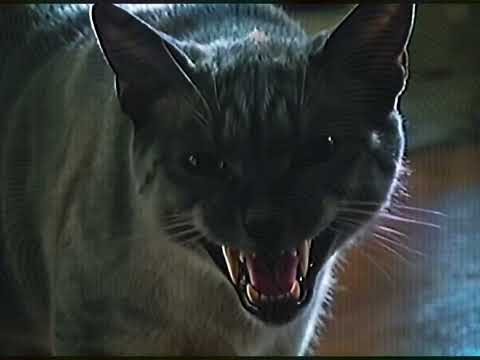 CATXSCAN - #chance  (day in the life)