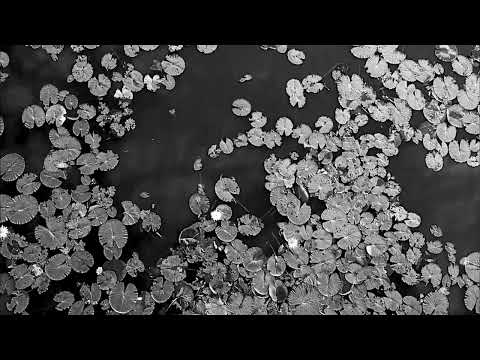 Erotic Cafe' - Palude Dream