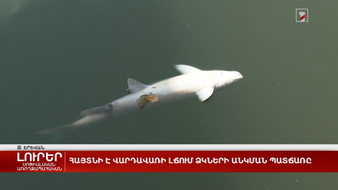Հայտնի է Վարդավառի լճում ձկների անկման պատճառը