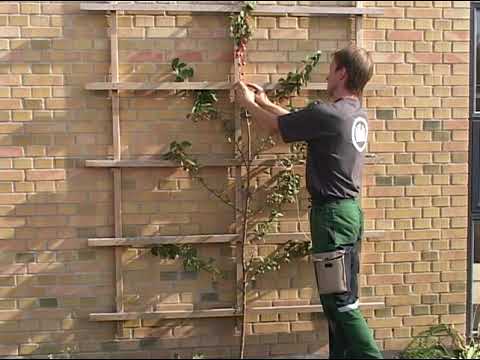 TRÄDGÅRDSANLÄGGARE 3 Tips Och Tricks 5 SPALJERING