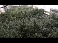 Site M - Green Crack Cannabis Grow 2.0 - Day 32 ...