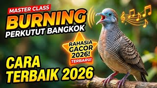 Download lagu PERKUTUT BANGKOK SUPER NYAUT‼️ MASTERAN WAJIB UNTUK PEMULA DAN PRO mp3