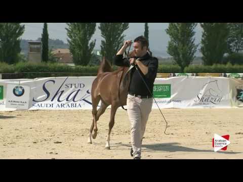 Montefalco 2016 - Classe 1