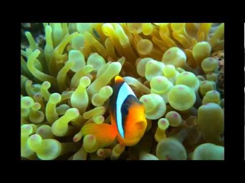 Sharm Plaza Hausriff 2013, Hausriff Sharm Plaza,Ägypten