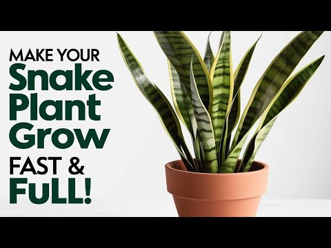 How to Make Your Snake Plant Grow Faster & Fuller | The Ultimate Care Guide