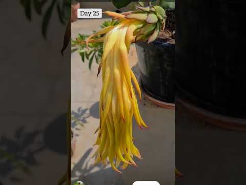 #flowering to fruit processs