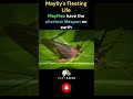 ⏳🦟 Mayfly: A 24-Hour Life's Dance 🌅🎉 #amazing #amazingfacts #viral #facts #trending #shorts #short