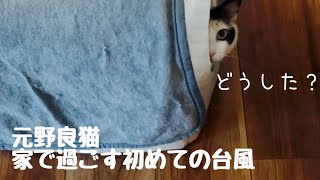 元野良猫、家で過ごす初めての台風
