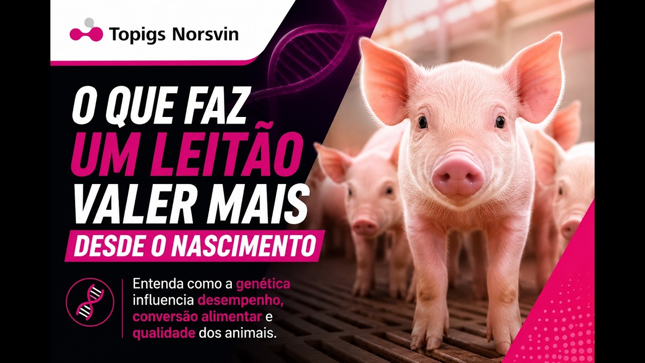O que faz um leitão valer mais desde o nascimento