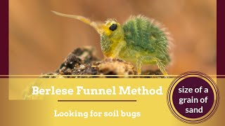 Berlese Funnel Method - Looking for bugs in the leaf litter