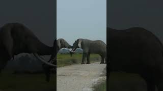 Two elephants an intense fight
