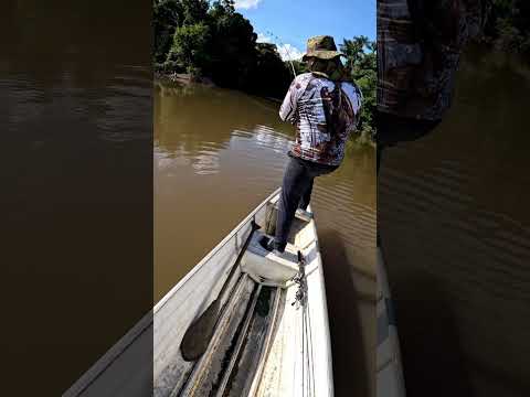 Pesca de Bagre Gigante del Río Japurá, Amazonas Brasil 🎣🐟🙏 #fishing #fish 