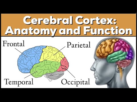 Lobes of the Brain: Cerebrum Anatomy and Function [Cerebral Cortex]