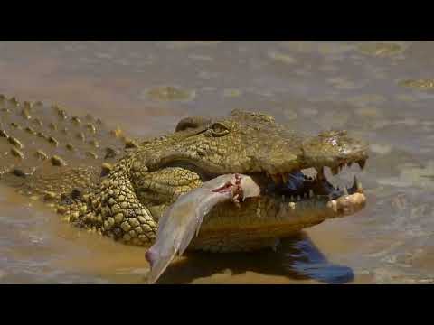The Crocodile Heart: Nature’s Underwater Masterpiece