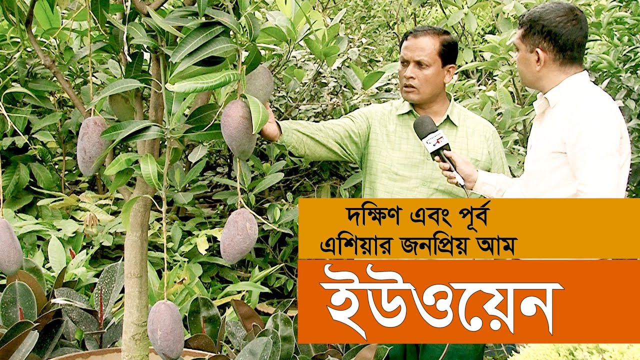 দক্ষিণ এবং পূর্ব এশিয়ার জনপ্রিয় আম ইউওয়েন । Yuwen Mango