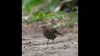 Download lagu anis sisik di kintamani mp3 Download lagu anis sisik di kintamani mp3