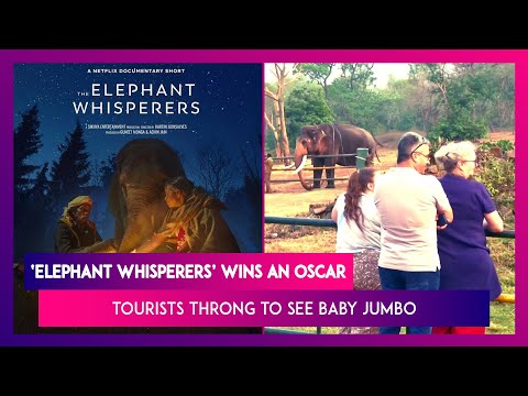 After Guneet Monga’s ‘Elephant Whisperers’ Wins An Oscar, Tourists Throng To See Baby Jumbo