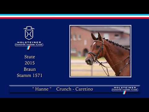 Holsteiner Sommer-Reitpferdeauktion | Nr. 10 Hanne v.  Crunch - Caretino