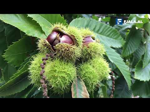 Çaji i gështenjës, si ndikon në shëndetin tonë?