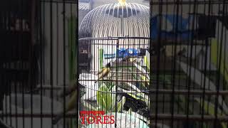 Download lagu SOGON TEMBAKAN PLECI ZIPPER mp3 Download lagu SOGON TEMBAKAN PLECI ZIPPER mp3