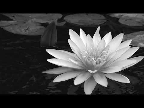 DISREIGN - 枯れ蓮 (piano version)