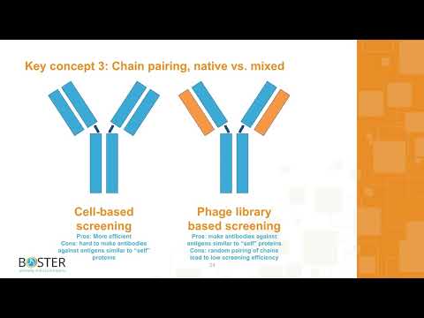 Custom recombinant rabbit monoclonal antibody service video thumbnail