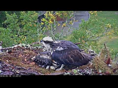 Female Osprey Covers Up Chick On Wet Day In Savannah – May 18, 2018