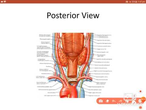 anatomy Thyroid Gland 1st bsc