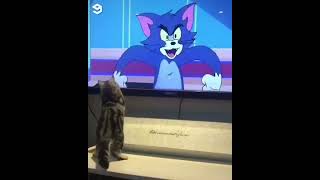 トムとジェリーの世界に移入した猫 #shorts