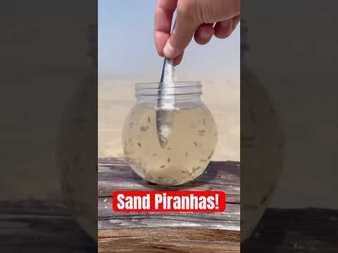 THESE Will INFEST YOU at the Beach! 😱 #animals #nature #shorts