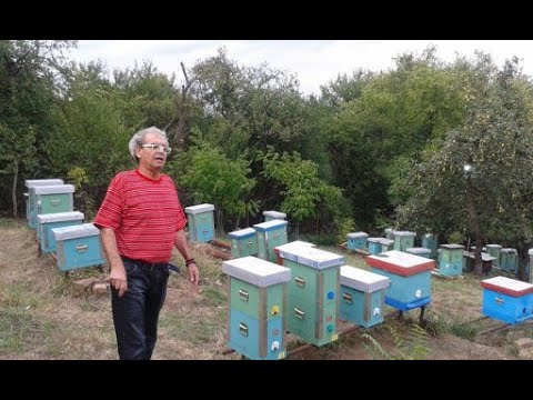 Savet profi pčelara (Sl. Jevtić) - Zazimljavanje i prolećna priprema pčela za bagrem